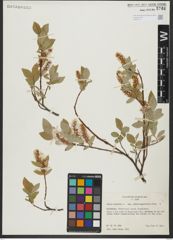 Foto von Salix hastata L.